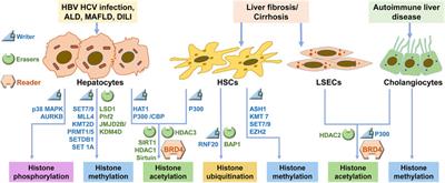 Mechanism and Therapeutic Opportunities of Histone Modifications in Chronic Liver Disease